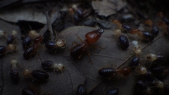 Syntermes molestus