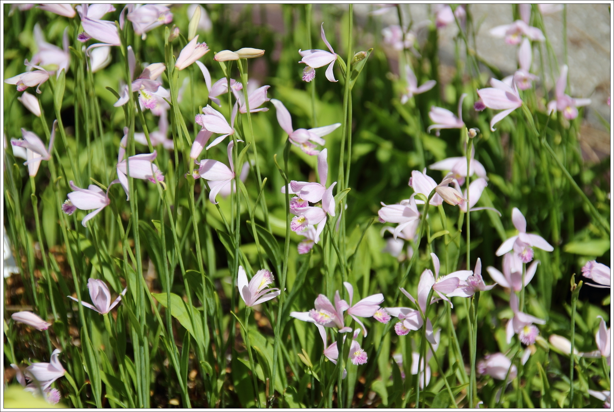 Pogonia