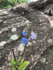 Stachytarpheta crassifolia