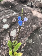 Stachytarpheta crassifolia