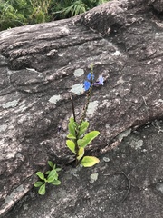 Stachytarpheta crassifolia