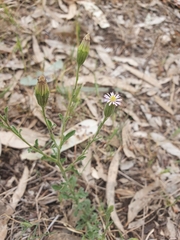 Vittadinia cuneata