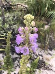 Angelonia