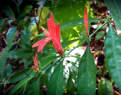 Justicia brasiliana
