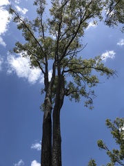 Corymbia clarksoniana