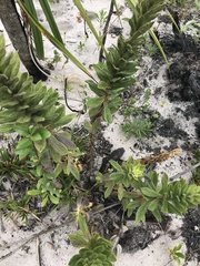 Angelonia