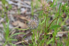 Opercularia scabrida