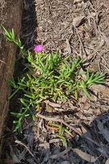 Carpobrotus modestus