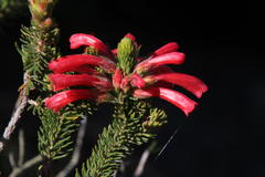 Erica abietina