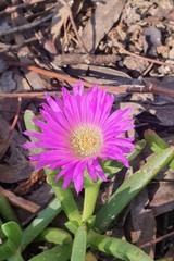 Carpobrotus modestus