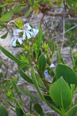 Scaevola angustata
