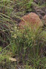 Wahlenbergia albens