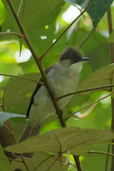 Hemixos flavala remotus