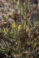 Phylica plumosa
