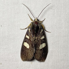 Mimeusemia centralis