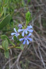 Scaevola angustata