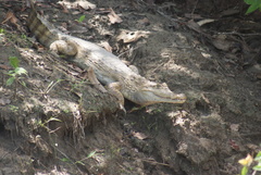 Caiman crocodilus crocodilus