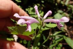 Stachys tubulosa