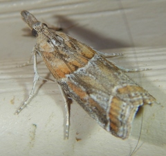 Lipographis fenestrella