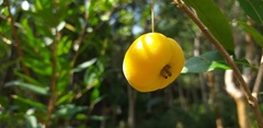 Eugenia pyriformis