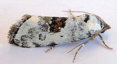 Ponometia tripartita