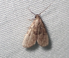 Hypenodes franclemonti