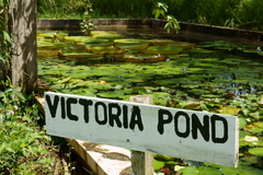 Victoria