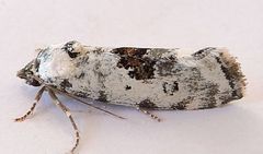 Ponometia tripartita