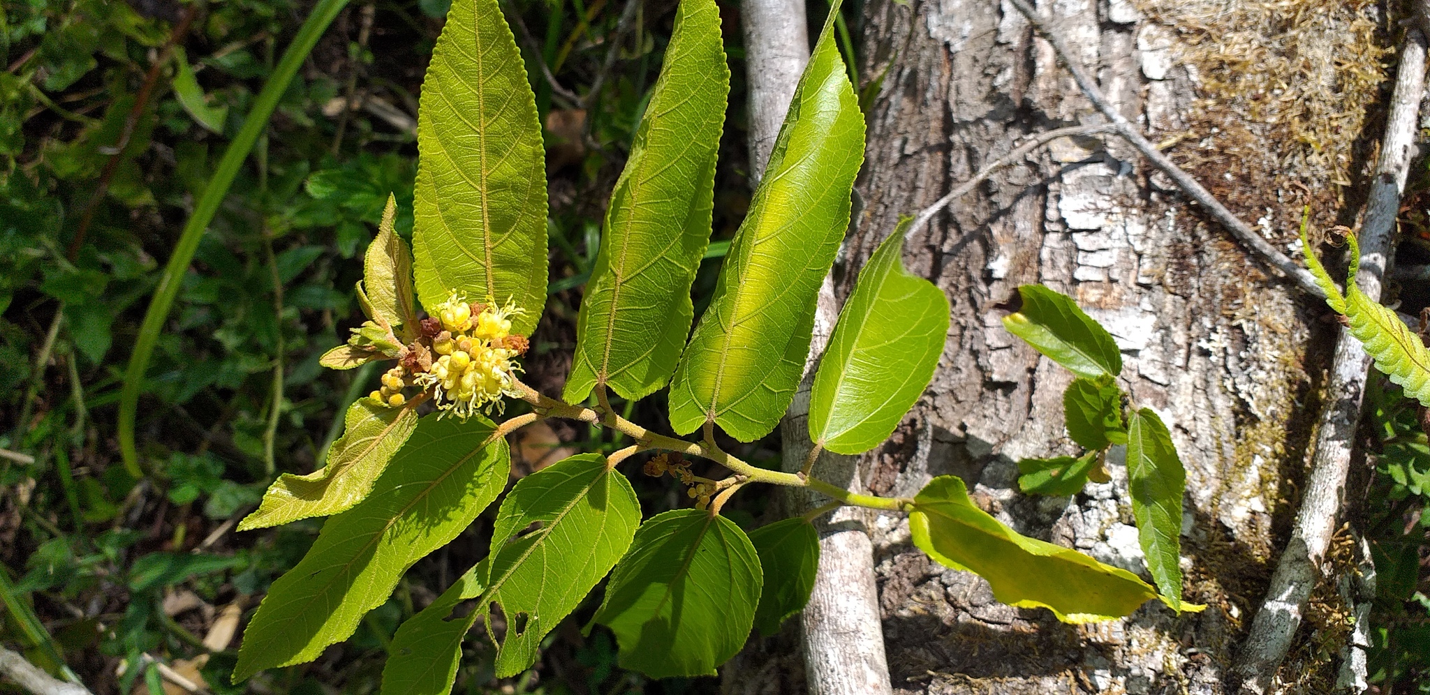 Guazuma ulmifolia