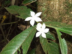 Atractocarpus hirtus