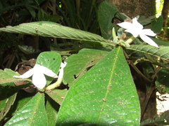 Atractocarpus hirtus