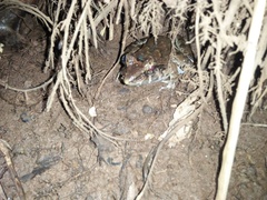 Limnonectes macrodon