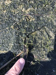 Eleocharis parvula