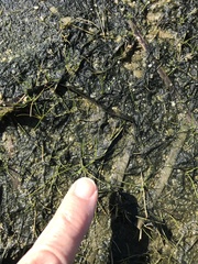 Eleocharis parvula