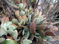 Adromischus subviridis