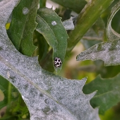 Psyllobora picta