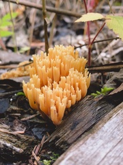 Ramaria concolor