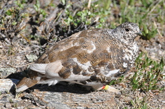 White-Tailed Ptarmigan photo 3