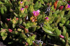 Ruschia rubricaulis