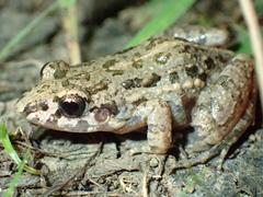 Adenomera hylaedactyla