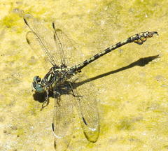 Paragomphus cognatus