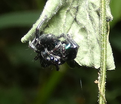 Parnaenus
