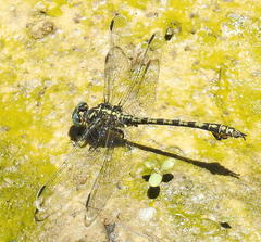 Paragomphus cognatus