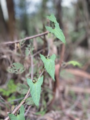 Calystegia marginata