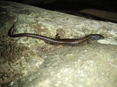 Tytthoscincus temmincki