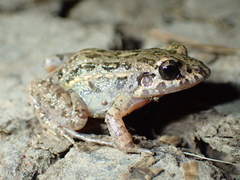 Adenomera hylaedactyla