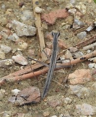 Yersiniops solitarius