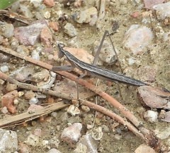 Yersiniops solitarius