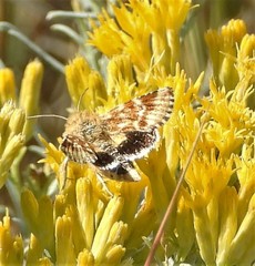 Pseudanthoecia tumida