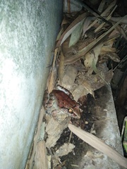 Limnonectes macrodon